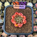 Echeveria 'Mariposa' ('Black Top' x 'Sarabony' Superclone Hybrid) 2" Mam&Sister Farm Original Japanese Hybrid Succulent Plant Cutting