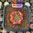 Echeveria 'Mariposa' ('Black Top' x 'Sarabony' Superclone Hybrid) 2" Mam&Sister Farm Original Japanese Hybrid Succulent Plant Cutting