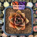 Echeveria 'Star Glory' ('Dionysos' x 'Cante' Hybrid) 2" Mam&Sister Farm Original Japanese Hybrid Succulent Plant Cutting