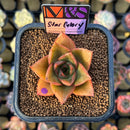 Echeveria 'Star Glory' ('Dionysos' x 'Cante' Hybrid) 2" Mam&Sister Farm Original Japanese Hybrid Succulent Plant Cutting