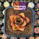 Echeveria 'Star Glory' ('Dionysos' x 'Cante' Hybrid) 2" Mam&Sister Farm Original Japanese Hybrid Succulent Plant Cutting