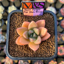 Echeveria 'Don't Forget the Plum Blossom' ('Story' x Seven Nights' Hybrid) 2" Mam&Sister Farm Original Japanese Hybrid Succulent Plant Cutting