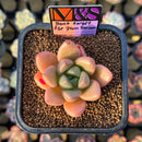 Echeveria 'Don't Forget the Plum Blossom' ('Story' x Seven Nights' Hybrid) 2" Mam&Sister Farm Original Japanese Hybrid Succulent Plant Cutting