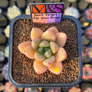 Echeveria 'Don't Forget the Plum Blossom' ('Story' x Seven Nights' Hybrid) 2" Mam&Sister Farm Original Japanese Hybrid Succulent Plant Cutting