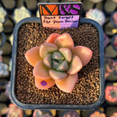 Echeveria 'Don't Forget the Plum Blossom' ('Story' x Seven Nights' Hybrid) 2" Mam&Sister Farm Original Japanese Hybrid Succulent Plant Cutting