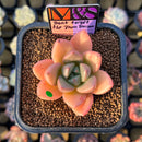 Echeveria 'Don't Forget the Plum Blossom' ('Story' x Seven Nights' Hybrid) 2" Mam&Sister Farm Original Japanese Hybrid Succulent Plant Cutting