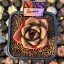 Echeveria 'Bunne' (Colorata Hybrid) 2" Mam&Sister Farm Original Japanese Hybrid Succulent Plant Cutting