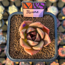 Echeveria 'Bunne' (Colorata Hybrid) 2" Mam&Sister Farm Original Japanese Hybrid Succulent Plant Cutting