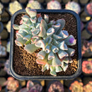 Echeveria 'Pignose' *Not E. Trumpet Pinky* 2" Succulent Plant
