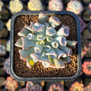 Echeveria 'Pignose' *Not E. Trumpet Pinky* 2" Succulent Plant