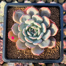 Echeveria 'Horizon' 2"-3" Succulent Plant Cutting