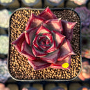 Echeveria Agavoides 'Romeo' 2" Seed-Grown Succulent Plant