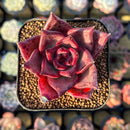 Echeveria Agavoides 'Romeo' 2" Seed-Grown Succulent Plant