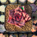 Echeveria Agavoides 'Romeo' 2" Seed-Grown Succulent Plant