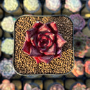 Echeveria Agavoides 'Romeo' 2" Seed-Grown Succulent Plant