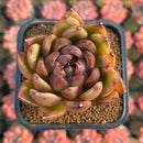 Echeveria 'Edeline' 2"-3" New Hybrid Succulent Plant