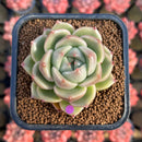 Echeveria 'Gold Jelly' 2" Succulent Plant Cutting