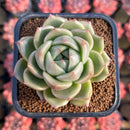 Echeveria 'Gold Jelly' 2" Succulent Plant Cutting