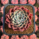 Echeveria sp. 2" Succulent Plant Cutting