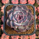 Echeveria 'Yasmin' 2" New Hybrid Succulent Plant Cutting