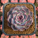 Echeveria 'Yasmin' 2" New Hybrid Succulent Plant Cutting