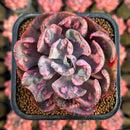 Echeveria 'Beyonce' Variegated 2"-3" Succulent Plant Cutting