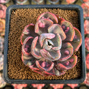 Echeveria 'Beyonce' Variegated 2"-3" Succulent Plant Cutting