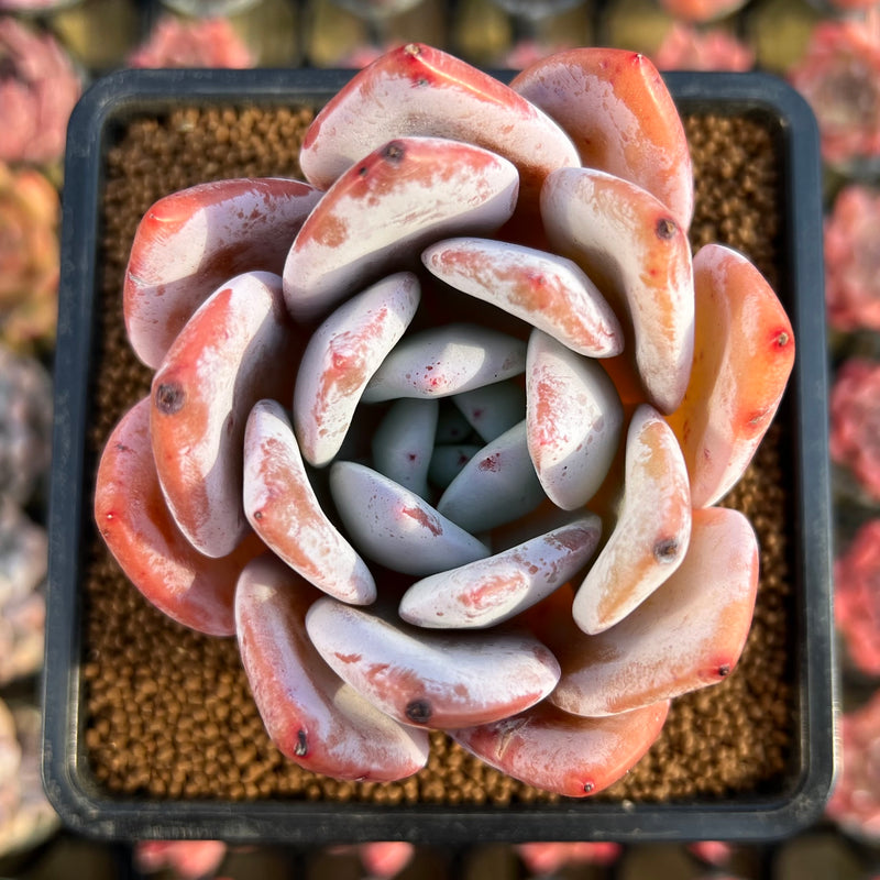 broad leaf succulent plants Echeveria 'Ivory' 3" Wide Leaf Succulent Plant Cutting