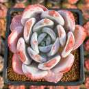 Echeveria 'Ivory' 3" Wide Leaf Succulent Plant Cutting