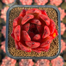 Echeveria Agavoides 'Amestro' 2" Succulent Plant Cutting