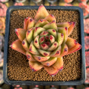 Echeveria Agavoides 'Maria' Hybrid 3" Succulent Plant Cutting