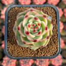 Echeveria 'Blue Dragon' Type B 2" Succulent Plant Cutting