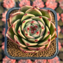 Echeveria 'Blue Dragon' Type A 3" Succulent Plant Cutting