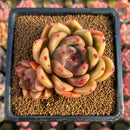 Echeveria Agavoides sp. 3" Succulent Plant Cutting