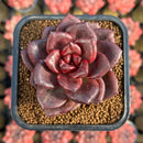 Echeveria 'Amaterasu' 2" Succulent Plant Cutting