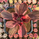 Echeveria 'Primadonna' Variegated 5" Succulent Plant