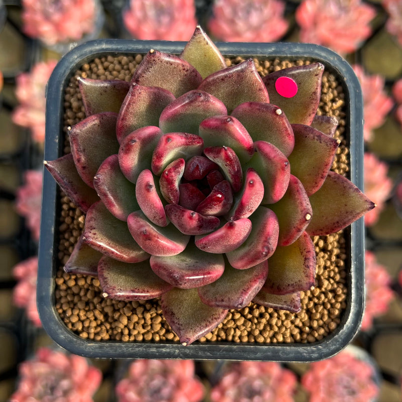 nike succulent Echeveria Agavoides 'Nike' 2" Succulent Plant Cutting