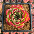 Echeveria Agavoides sp. 2"-3" Succulent Plant Cutting