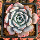 Echeveria 'White Lotus' 3" Powdery Succulent Plant