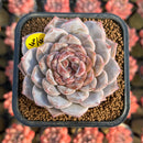 Echeveria 'Herace' 2" Succulent Plant Cutting