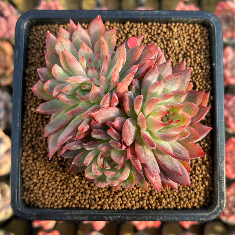 Echeveria 'Forte' 3