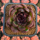 Echeveria 'Black Tan' Hybrid 2" Succulent Plant Cutting