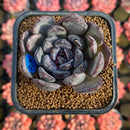 Echeveria 'Black Tan' Hybrid 2" Succulent Plant Cutting