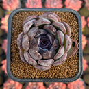 Echeveria 'Black Tan' Hybrid 2" Succulent Plant Cutting