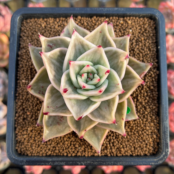 star succulent Echeveria 'Jade Star' Variegated 2"-3" Succulent Plant Cutting – True Succulents Plant Co
