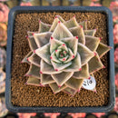 Echeveria 'Jade Star' Variegated 2"-3" Succulent Plant Cutting