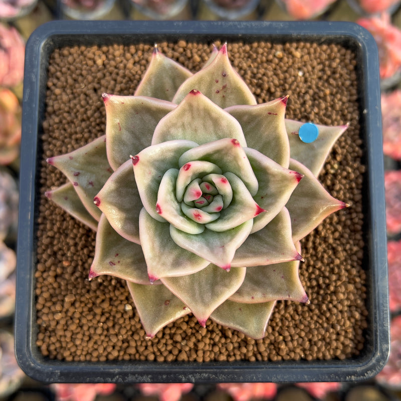 jade star plant Echeveria 'Jade Star' Variegated 2