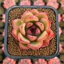 Echeveria Agavoides 'Wine Ebony' 2" Succulent Plant Cutting