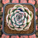 Echeveria 'Silence' 2" Succulent Plant Cutting