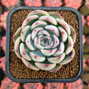 Echeveria 'Silence' 2" Succulent Plant Cutting